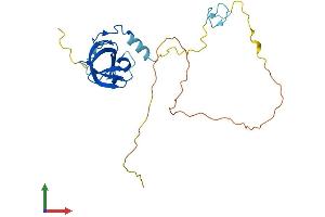 AlphaFold protein structure predicition of Mouse Recombinant Zcchc17 Protein, UniprotID Q9ESX4