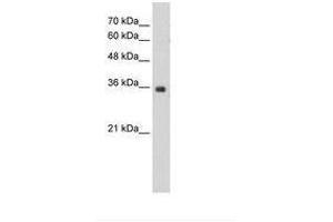 Image no. 2 for anti-Mortality Factor 4 Like 2 (MORF4L2) (N-Term) antibody (ABIN203311) (MORF4L2 anticorps  (N-Term))