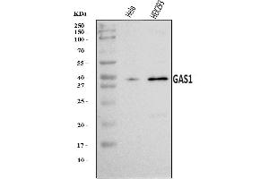Western blot analysis of GAS1 using anti-GAS1 antibody (ABIN7601642).