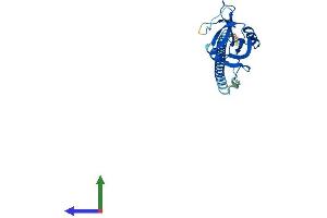 AlphaFold protein structure predicition of Mouse Recombinant Clec1b Protein, UniprotID Q9JL99
