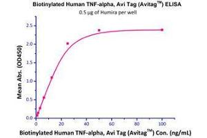 Immobilized Humira at 5 µg/mL (100 µl/well) can bind Biotinylated Human TNF-alpha  with a linear range of 0. (TNF alpha Protein (AA 77-233) (His tag,AVI tag,Biotin))