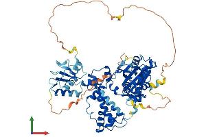 AlphaFold protein structure predicition of Human Recombinant POLL Protein, UniprotID Q9UGP5