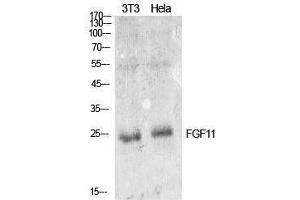 Western Blotting (WB) image for anti-Fibroblast Growth Factor 11 (FGF11) (Internal Region) antibody (ABIN3181402) (FGF11 anticorps  (Internal Region))