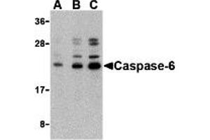Western Blotting (WB) image for anti-Caspase 6, Apoptosis-Related Cysteine Peptidase (CASP6) (N-Term) antibody (ABIN1031299) (Caspase 6 anticorps  (N-Term))