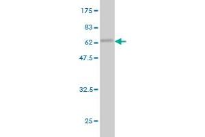 Western Blot detection against Immunogen (55.