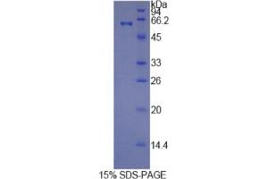 SDS-PAGE of Protein Standard from the Kit (Highly purified E.