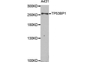 Western blot analysis of extracts of A431 cell line, using TP53BP1 antibody.
