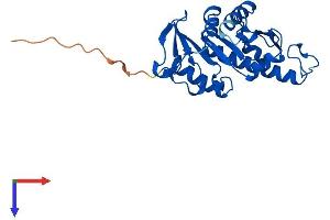 AlphaFold protein structure predicition of Mouse Recombinant Apip Protein, UniprotID Q9WVQ5