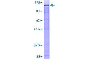 Image no. 1 for Zinc Finger with KRAB and SCAN Domains 5 (ZKSCAN5) (AA 1-839) protein (GST tag) (ABIN1325814)
