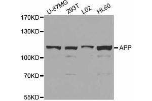 Western blot analysis of extracts of various cell lines, using APP antibody. (beta Amyloid anticorps)