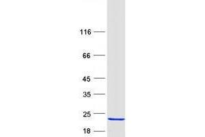 Validation with Western Blot