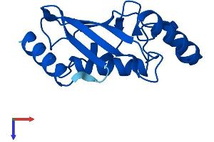 AlphaFold protein structure predicition of Human Recombinant UBE2D3 Protein, UniprotID P61077