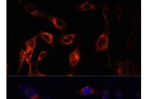 Immunofluorescence analysis of NIH-3T3 cells using TSC1 Polyclonal Antibody at dilution of 1:100 (40x lens). (TSC1 anticorps)