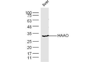 Mouse liver lysates probed with Rabbit Anti-HAAO Polyclonal Antibody, Unconjugated  at 1:500 for 90 min at 37˚C. (HAAO anticorps  (AA 101-200))
