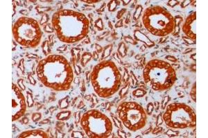 Detection of TUBb in Human Kidney Tissue using Anti-Tubulin Beta (TUBb) Monoclonal Antibody