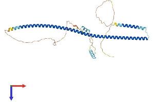 AlphaFold protein structure predicition of Mouse Recombinant Gorab Protein, UniprotID Q8BRM2