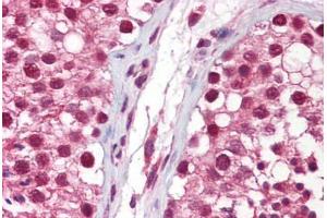 Anti-NANOS1 antibody IHC staining of human testis. (Nanos Homolog 1 anticorps  (AA 50-100))