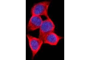 IF analysis of AKR1C1/C2 using anti-AKR1C1/C2 antibody (ABIN5692785). (AKR1C2 anticorps  (AA 1-123))