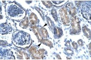 Immunohistochemical staining (Formalin-fixed paraffin-embedded sections) of human kidney with FOXF1 polyclonal antibody  at 4-8 ug/mL working concentration. (FOXF1 anticorps  (C-Term))