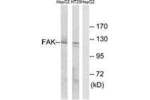 Western blot analysis of extracts from HepG2/HT-29 cells, using FAK (Ab-397) Antibody. (FAK anticorps  (AA 363-412))