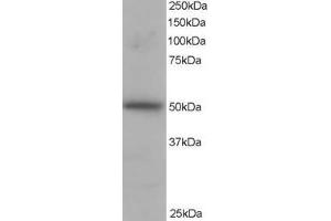 ABIN184666 staining (1µg/ml) of H460 lysate (RIPA buffer, 35µg total protein per lane).