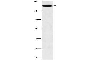 Western blot analysis of MUC5B expression in Hela cell lysate.