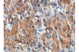 ABIN6278433 at 1/200 staining human pancreas tissue sections by IHC-P. (Cholecystokinin anticorps  (Internal Region))