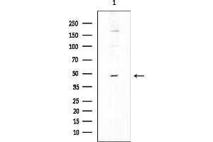 anti-Early Growth Response 3 (EGR3) (Internal Region) antibody