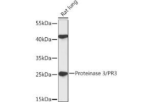 Western blot analysis of extracts of Rat lung, using Proteinase 3/PR3 antibody (ABIN7269719) at 1:1000 dilution. (PRTN3 anticorps  (pArg3))