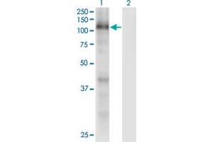Western Blot analysis of RBL1 expression in transfected 293T cell line by RBL1 monoclonal antibody (M01), clone 1A5. (p107 anticorps  (AA 905-1014))