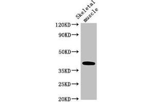 Western Blot Positive WB detected in: Mouse skeletal muscle tissue All lanes: ABO antibody at 3. (ABO anticorps  (AA 235-354))