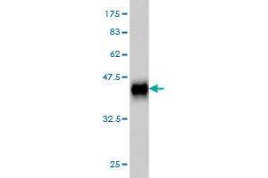 Western Blot detection against Immunogen (36.