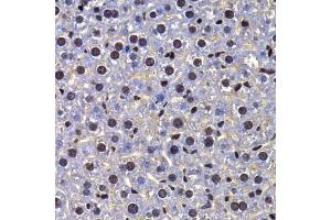 Immunohistochemistry of paraffin-embedded mouse liver using FIP1L1 antibody. (FIP1L1 anticorps)
