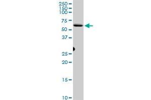 CEP55 MaxPab polyclonal antibody. (CEP55 anticorps  (AA 1-464))