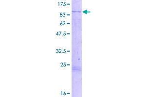 Image no. 1 for Kelch-Like 4 (KLHL4) (AA 1-718) protein (GST tag) (ABIN1308825)