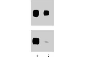 Western blotting for human FAK (pY397). (FAK anticorps  (pTyr397))