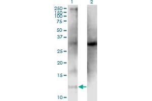 Western Blot analysis of CLPS expression in transfected 293T cell line by CLPS monoclonal antibody (M05), clone 4G3. (CLPS anticorps  (AA 23-112))