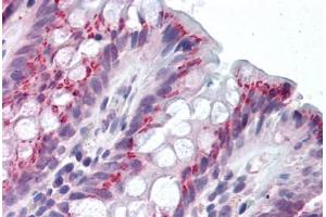 Human Colon (formalin-fixed, paraffin-embedded) stained with IDO1 antibody ABIN292259 at 2. (IDO1 anticorps  (AA 129-141))