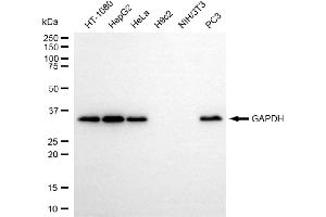Western blotting analysis using GAPDH antibody (ABIN7798764). (GAPDH anticorps)