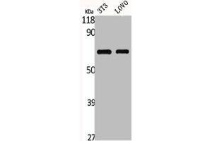 Western Blot analysis of NIH-3T3 LOVO cells using GNL3L Polyclonal Antibody (GNL3L anticorps  (Internal Region))