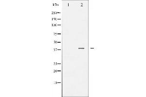 Western blot analysis of JunB phosphorylation expression in HeLa whole cell lysates,The lane on the left is treated with the antigen-specific peptide. (JunB anticorps  (pSer259))