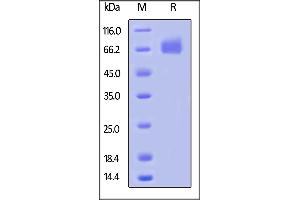 Biotinylated Human M-CSF R, Avitag,His Tag on  under reducing (R) condition.