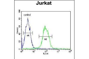 Flow cytometric analysis of Jurkat cells (right histogram) compared to a negative control cell (left histogram). (TMEM150A anticorps  (AA 81-108))