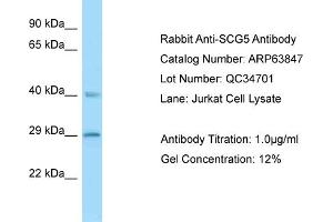 Western Blotting (WB) image for anti-Secretogranin V (7B2 Protein) (SCG5) (N-Term) antibody (ABIN2789643) (SCG5 anticorps  (N-Term))