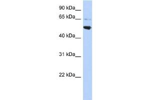 WB Suggested Anti-AP3M2 Antibody Titration: 0. (AP3M2 anticorps  (Middle Region))