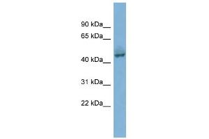WB Suggested Anti-PYGO1 Antibody Titration:  0. (PYGO1 anticorps  (Middle Region))