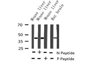 Western blot analysis of Phospho-CREB (Ser133) expression in various lysates (CREB1 anticorps  (pSer133))
