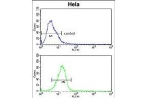 D Antibody (N-term) (ABIN652210 and ABIN2840792) flow cytometric analysis of Hela cells (bottom histogram) compared to a negative control cell (top histogram).