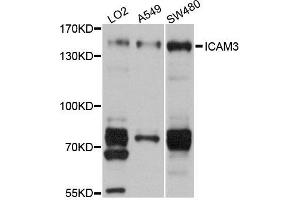 Western blot analysis of extracts of various cells, using ICAM3 antibody. (ICAM-3/CD50 anticorps)