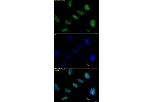 Histone H1 antibody tested by immunofluorescence. (Histone H1 anticorps)